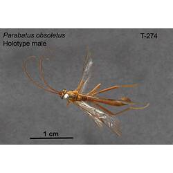 Ichneumon wasp specimen, male, dorsal view.