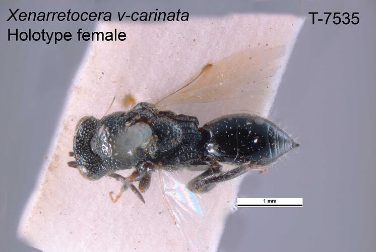 Wasp specimen, female, dorsal view.