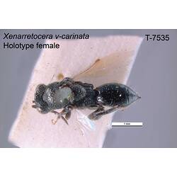 <em>Xenarretocera vcarinata</em> Girault, 1927