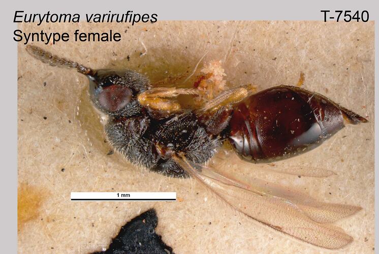 Wasp specimen, female, lateral view.