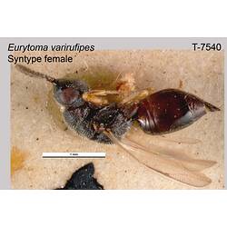 Wasp specimen, female, lateral view.