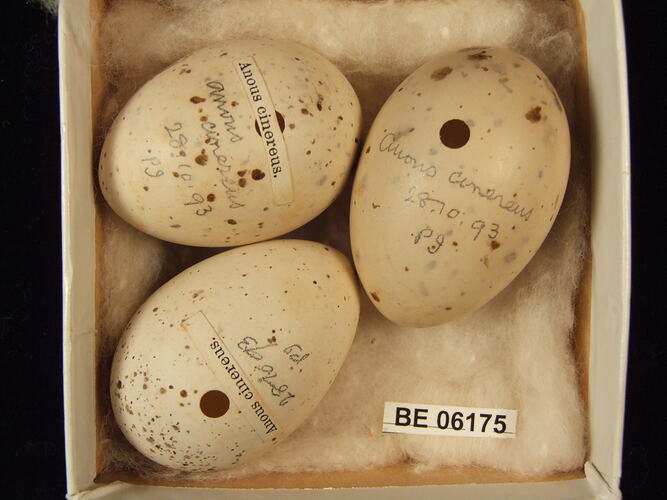 Three bird eggs with specimen label in box.