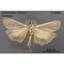 Moth specimen, ventral view.