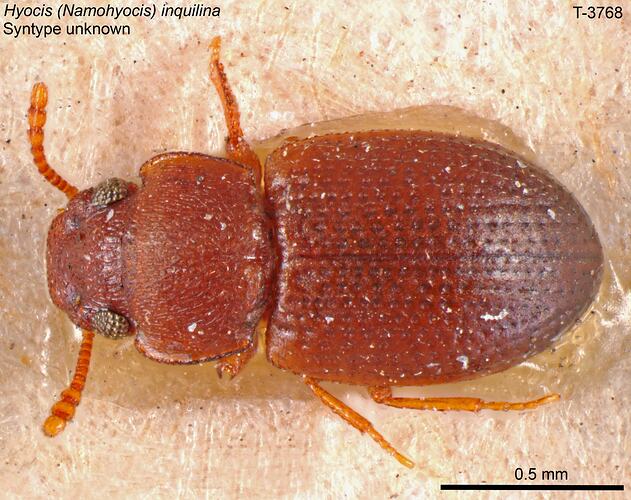 Beetle specimen, dorsal view.
