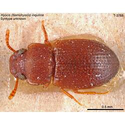 Beetle specimen, dorsal view.