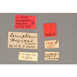 Entomology type specimen labels.