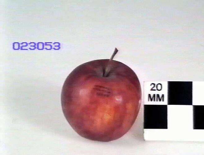 Apple Model, William's Favorite