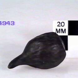 Fig Model - Brown Turkey, 1873