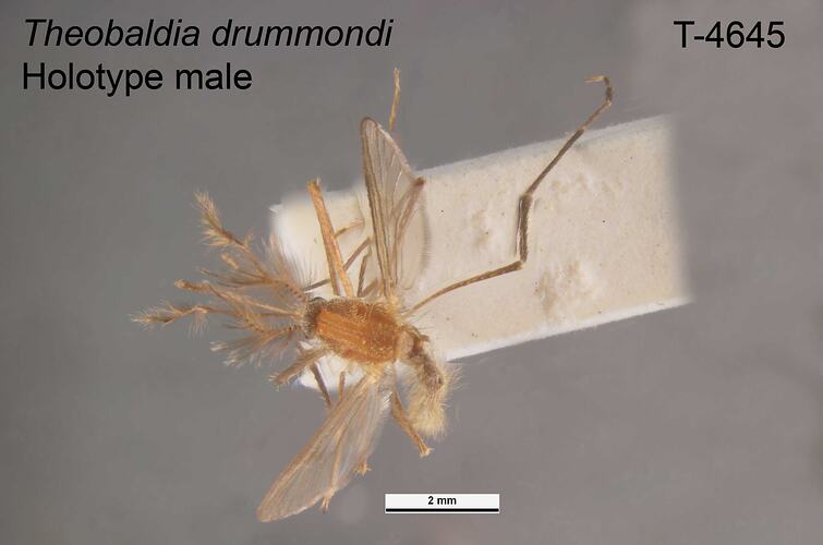 Mosquito specimen, male, dorsal view.