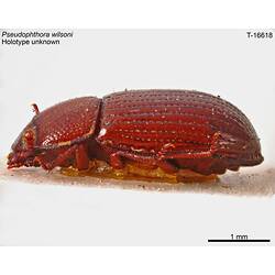 Beetle specimen, lateral view.