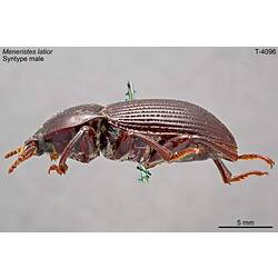 Beetle specimen, lateral view.