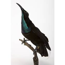 Black taxidermied bird with green neck viewed from side-front.