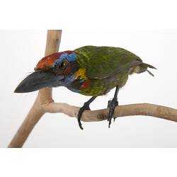<em>Megalaima rafflesii</em>, Red-crowned Barbet, mount.  John Gould Collection.  Registration no. 25218.