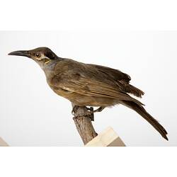 <em>Xanthotis flaviventer filigera</em>, Tawny-breasted Honeyeater, mount.  Registration no. 37140.
