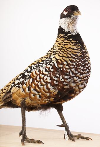 Mounted bird with brown, white and cream chest feathers.