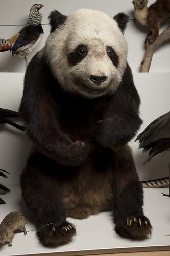 Taxidermied panda specimen on display in museum gallery.