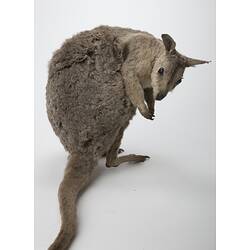 Wallaby specimen mounted on hind legs bent over.