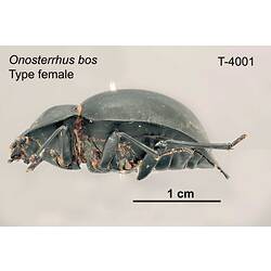 Beetle specimen, female, lateral view.