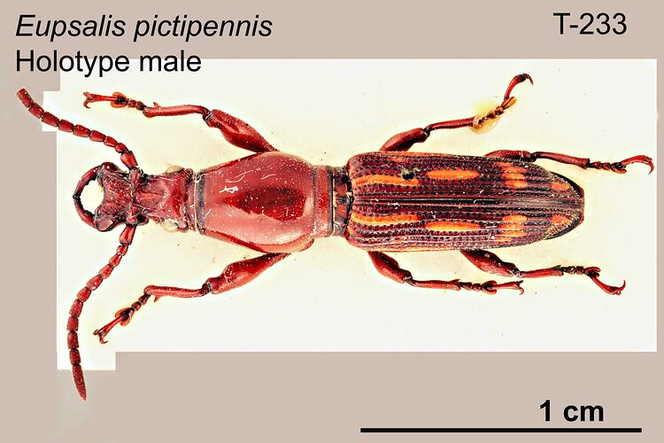 Weevil specimen, male, dorsal view.