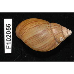 Snail shell and specimen label.