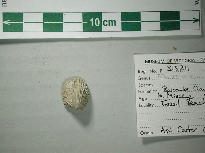 Fissurellidae, fossil keyhole limpet.  Registration no. P 315211.