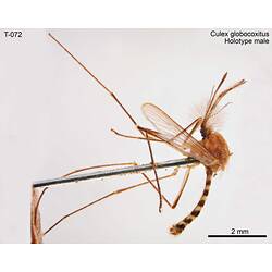 Mosquito specimen, male, lateral view.
