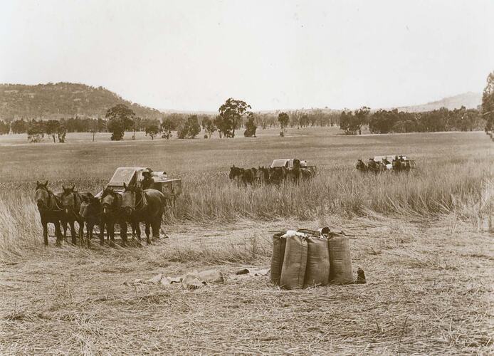 3 horse drawn stripper harvesters in wheat field.