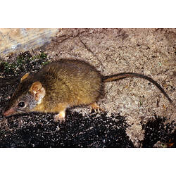 A Yellow-footed Antechinus on sand.