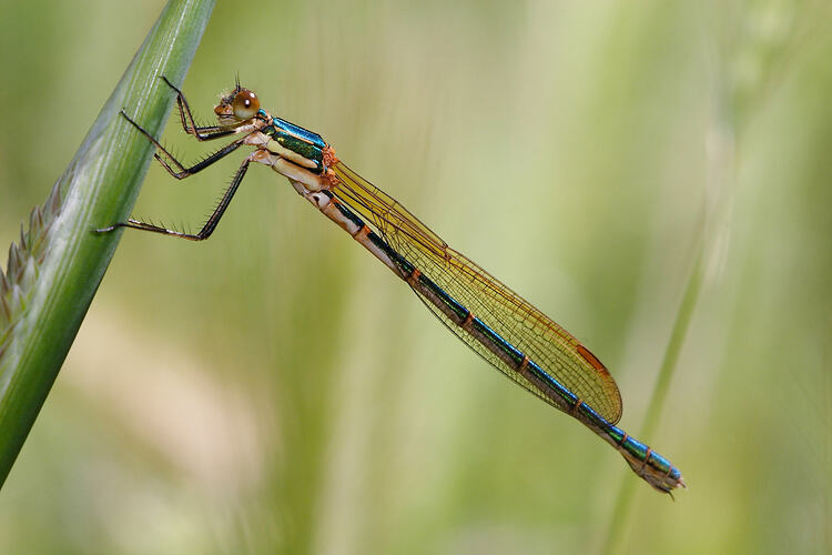 A Damselfly hanging on a blade of grass