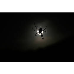 Silhouette of a Garden Orb-weaving Spider in front of the moon.