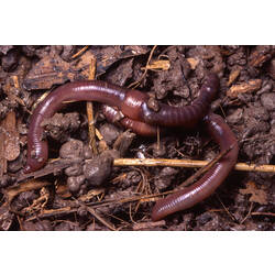 Two Earthworms mating in soil.