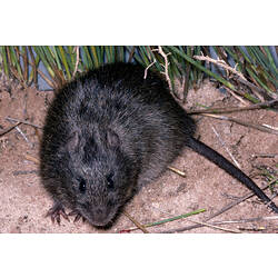 A Swamp Rat on sandy soil.