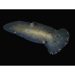 Dorsal view of flatworm.