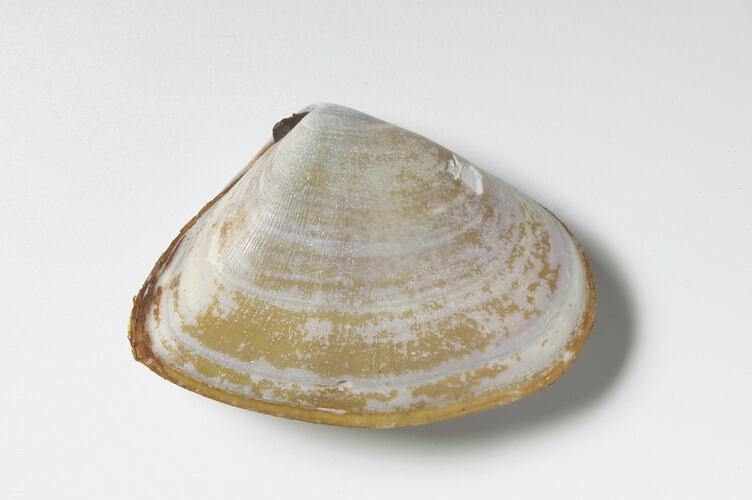 Pipi; shell exterior.