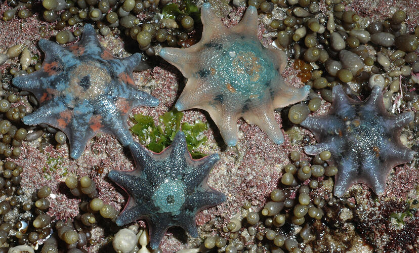 Four Eight-armed Cushion Stars on a rock (pink and blue, aqua and white, blue and aqua, blue and purple).