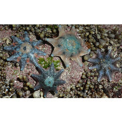 Four Eight-armed Cushion Stars on a rock (pink and blue, aqua and white, blue and aqua, blue and purple).