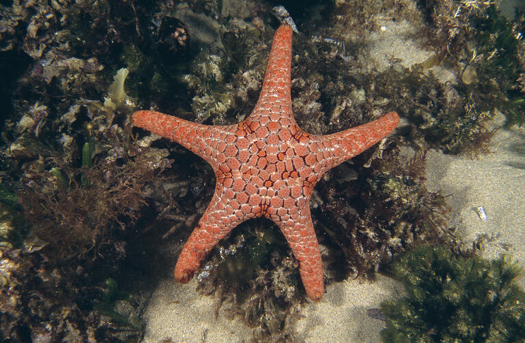An orange-red Ocellate Seastar on seaweed.