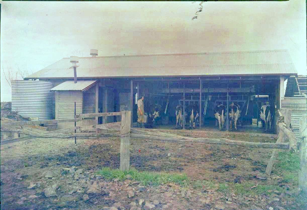 Transparency International Harvester, Milking Shed & Cows, Barwon
