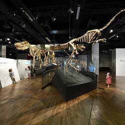 Ornithomimosaur dinosaur skeleton cast in museum gallery, tyrannosaurid in background.
