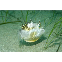 A fish, the Ornate Cowfish, above sand.