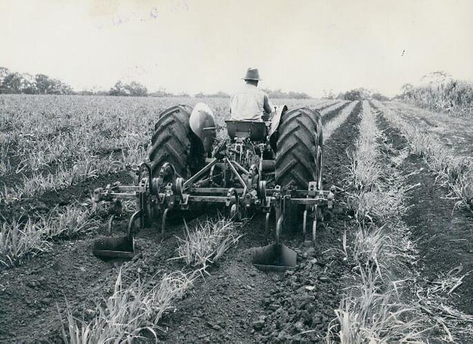 Rear view of a man driving a tractor in a young cane field.