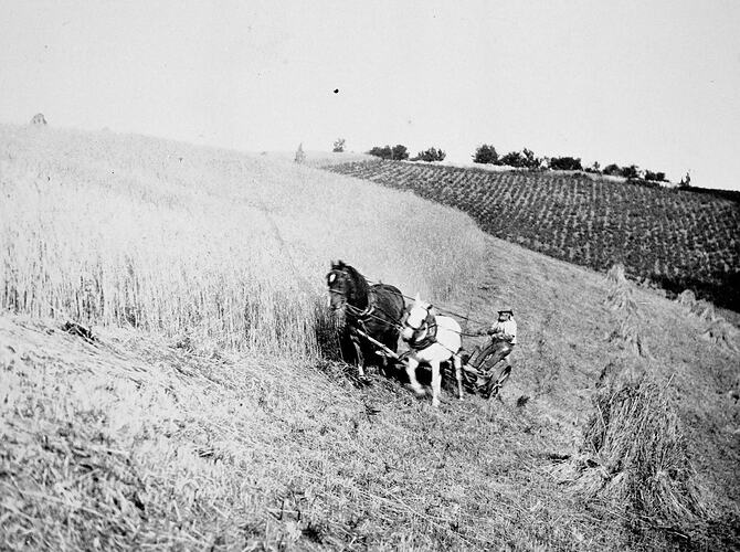 Man driving two horses drawing a harvester on a steep hill slope. He is tied to the seat to prevent him fallin