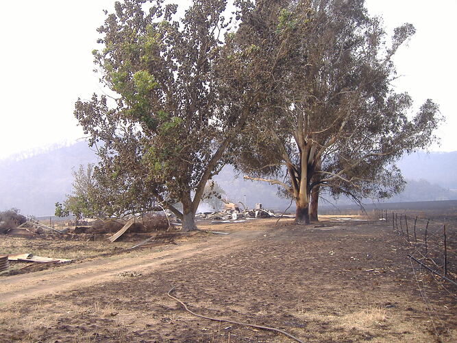 Digital Photograph - Black Saturday Bushfires, Rosewhite, Victoria, 9 February 2009