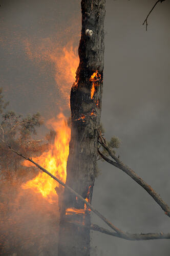Digital photograph - 'Trees ablaze (1)' Black Saturday Bushfires, Victoria, 7 Feb 2009