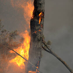 Digital photograph - 'Trees ablaze (1)', Black Saturday Bushfires, St Andrews, Victoria, 7 Feb 2009