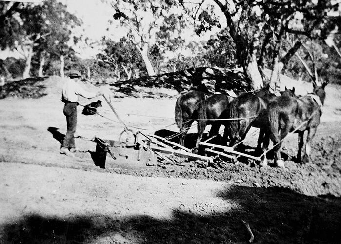 Man using a four horse-drawn scoop to excavate windmill dam. Trees in background.