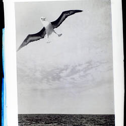 Glass Negative - 'Albatross Getting Ready to Alight', BANZARE Voyage 1, Antarctica, 1929-1930