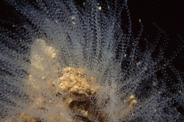 Hydroid colony on rock.