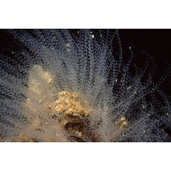 Hydroid colony on rock.