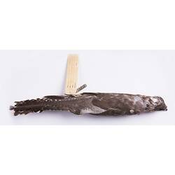 Dry bird skin specimen with labels.